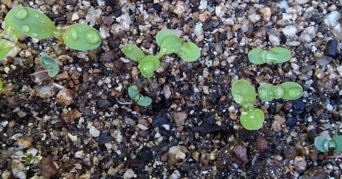 芽🌱